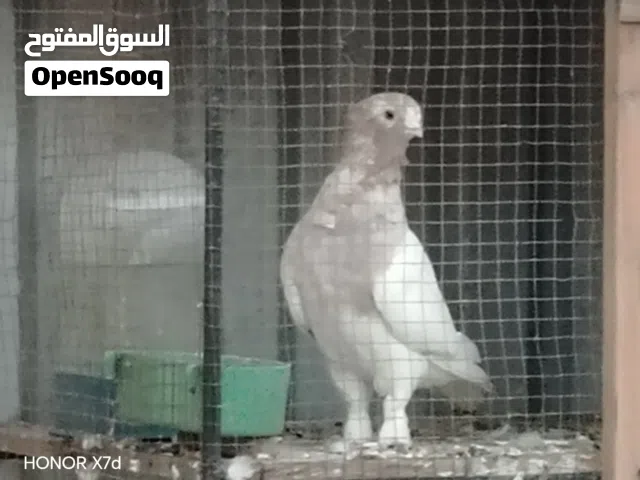 تك نثيه زايف كلش لون واضح والخشونه واضحه شرط الصحه