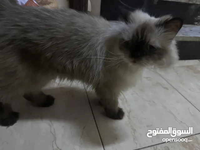 قط هملايا لتبني
