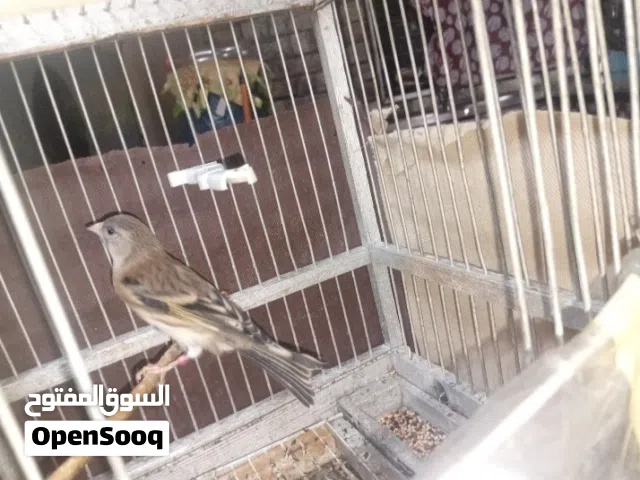 متاح بندوق حسون