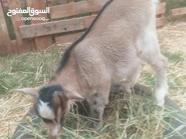 جدي فلبيني ( كردي )