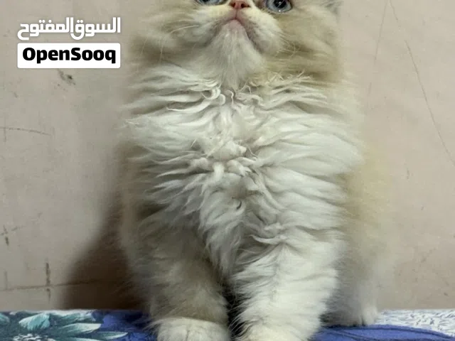 قطه هيملايا