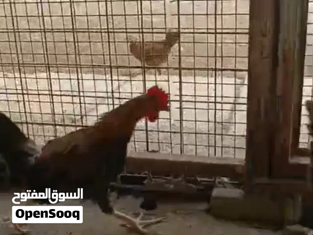 دجاج كويتي  شمسي العدد 22 ديج العمر 4 شهور