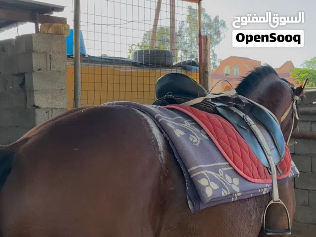 حصان ماشاءالله احمر ربي يبارك