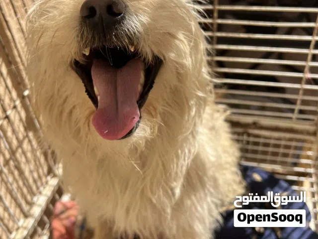 سلام عليكم عرض حرق ذكر زينه الله يبارك فحل اقرأ الوصف