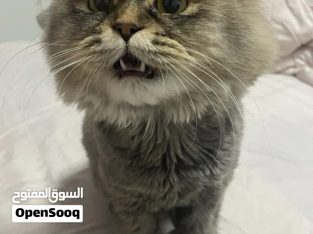 قطو ذكر جدا حنون و جميل