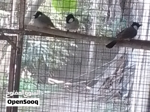 بلابل ذكور واناث