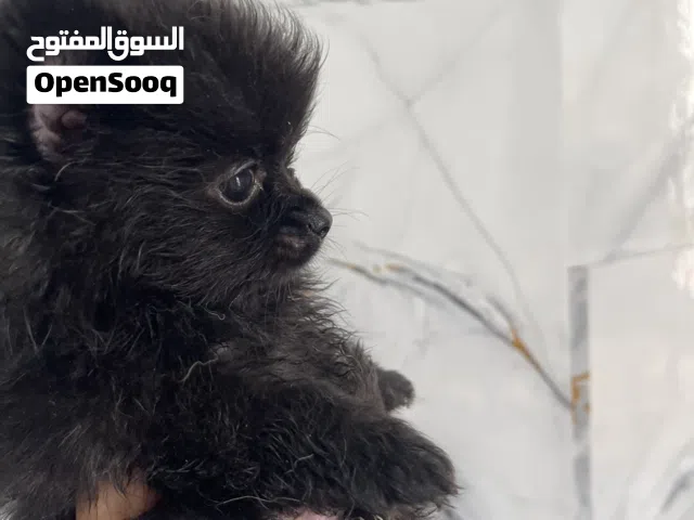 جراوي بومرنيان