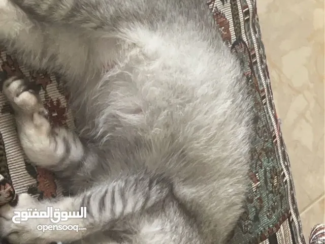 سكوتش ستريت