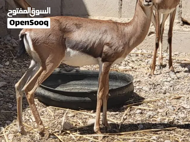 غزلان بلدي تربيه مزارع
