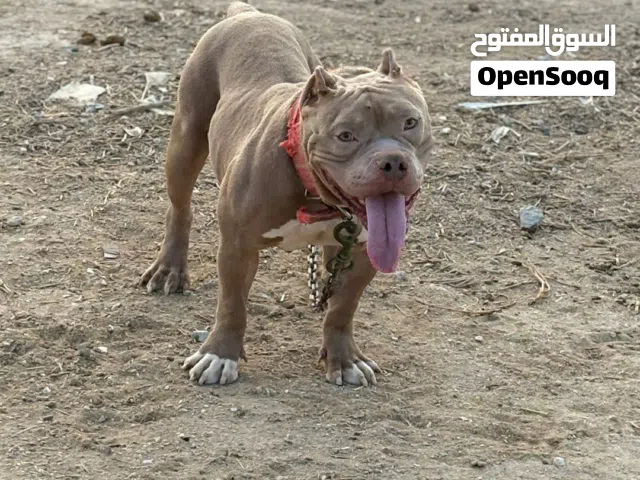 American bully