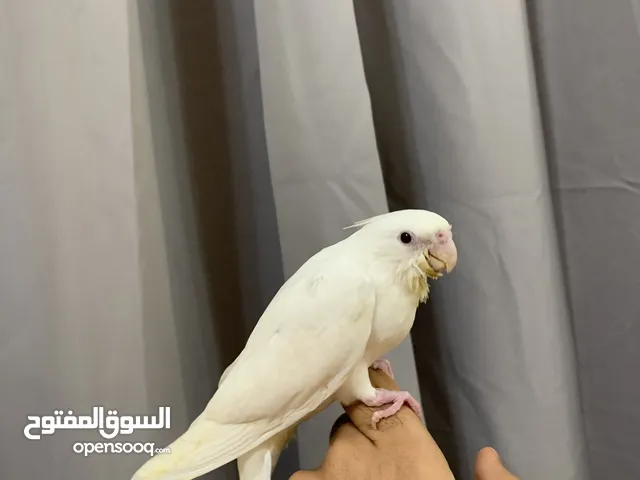 كوكتيل البينو