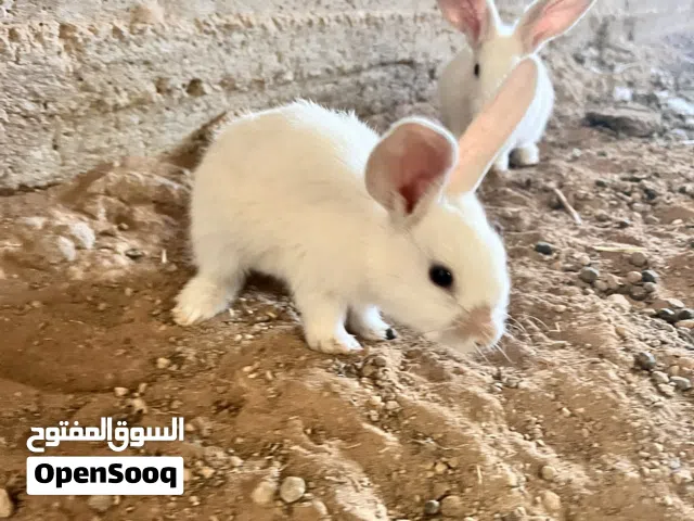 أرانب بلدي + بندوق بلدي صغير أو كبير +ولادات