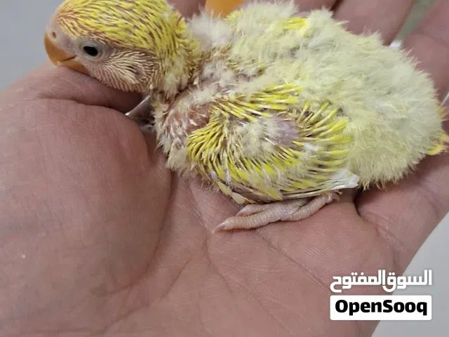 فــــــراخ روز للـــزق اليــــدوي عمـــر ثـــــلاث اســـــــابيع تقريبــــــــــا