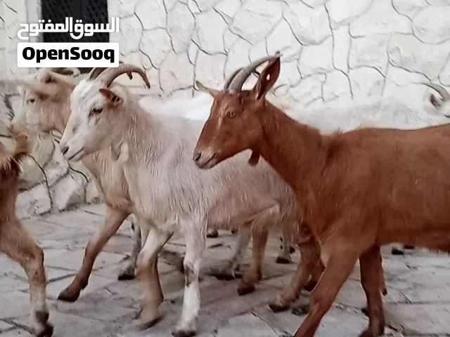 سانين والبينو عشار نخب