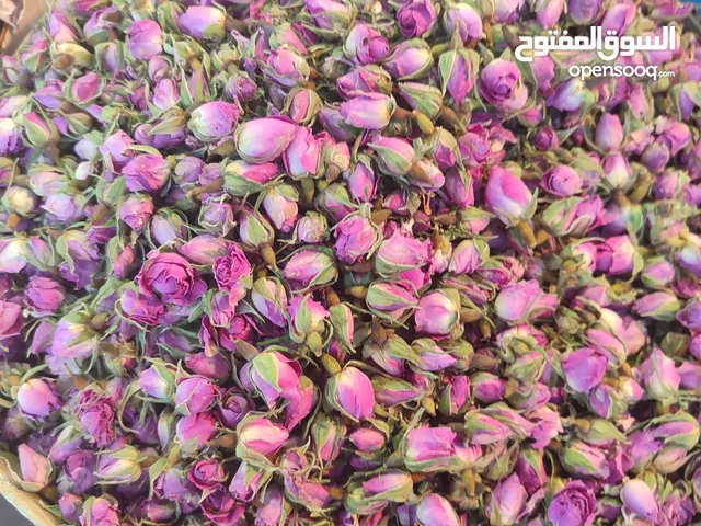 وردة جميلة وملونة وعطرة
