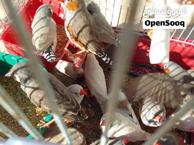 زيبرا للبيع  الله يبارك ماشاء الله انتاج واجد ادحي ديمه ماشاء الله لاقوه الابالله