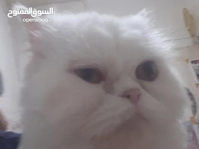 للبيع 3 كيتن 4 شهور 2 ذكر 1 انثي للإستفسار رسالة واتساب for sale 2 males 2 females