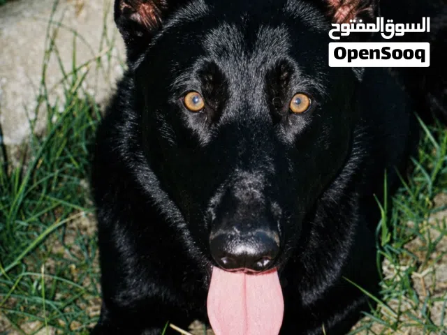 ذكر مالينوا مكسيكي