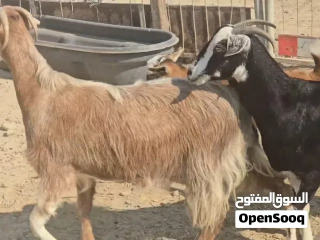 نموذج للبيع نوع الحلال/ معز سوري و حوو العدد/3 الحالة صحته ممتاز السعر/2200 مجموعه كلش الموقع ال