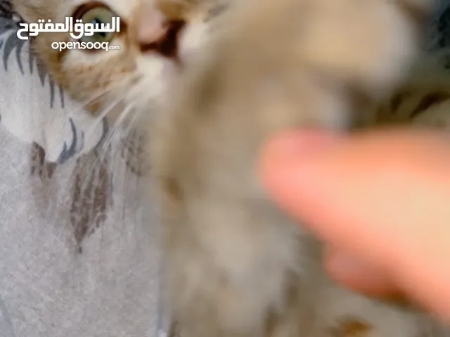 قطه كتن للبيع