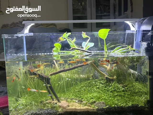 حوض سمك زراعي مع نظام بيئي كامل فيه من انواع الاسماك الولودة مع مجموعة من الحلزونات و الروبيان