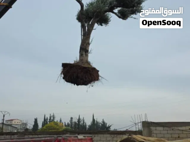 اشجار مثمرة زيتون