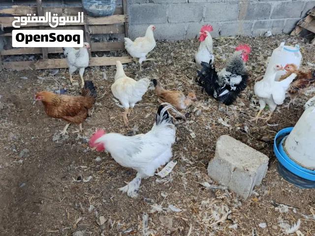 للبيع مجموعة ديوك الكيرلي الفرنسي والفرنسي الكلومبي وابو عنيق  والمحلي