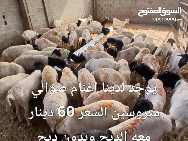 يوجد لدينا دبايح
