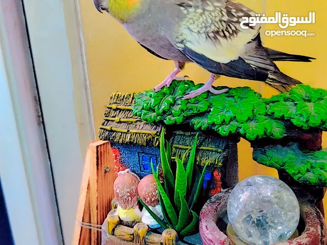 كوكتيل ايزابيل