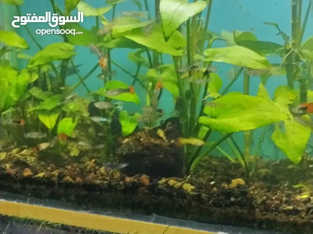 اسماك نباتات بحريه