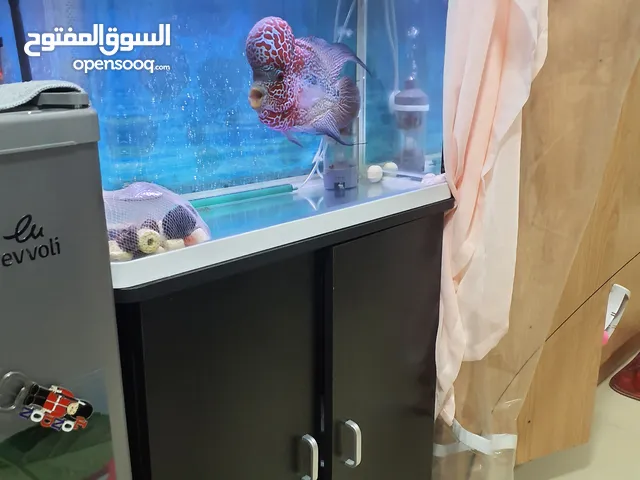Flowerhorn Fish with Aquarium Tank 60x40 Cabinet stand and 4 way airpump all included