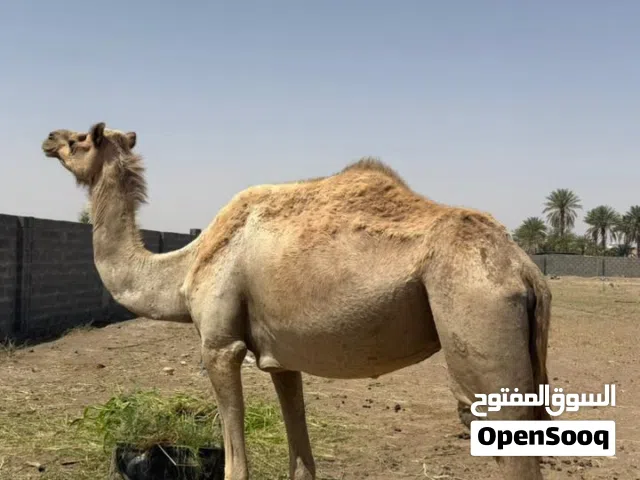 مدني للبيع