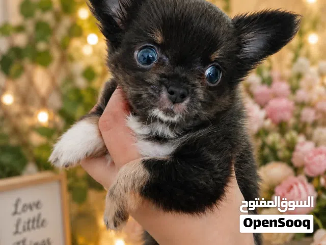 exclusive longhair chihuahua