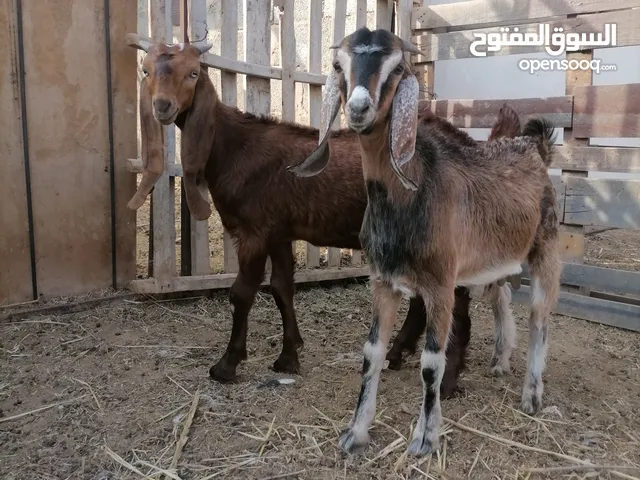 زوز جديان هجين