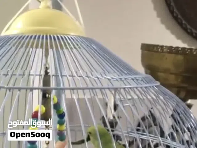 Ring Parrots pair for sale