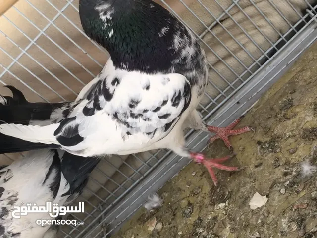 حمام باكستاني للبيع