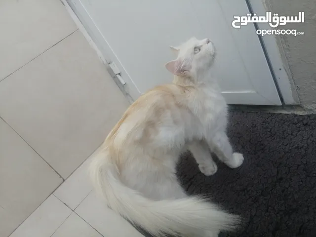 للبيع قطه انجورا تركي او بدل ب غنم