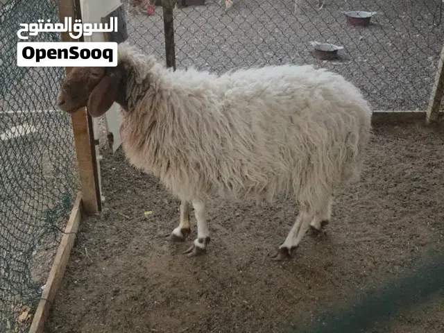 للبيع غنم نعيمي