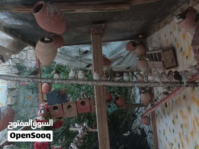 السلام عليكم ورحمه الله وبركاته موجود عصافير زيبرا الله يبارك الوان كوبيات و فرادي