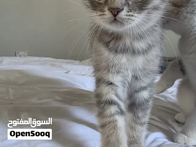 قط ذكر شهرين