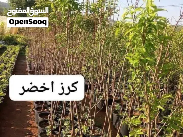 أشجار مثمرة
