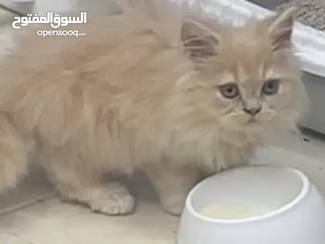 قطة شيرازي للتبني العمر شهرين ونص