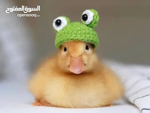 كتاكيت بط صغيرة (( متجر الكتكوت الصغير ) )