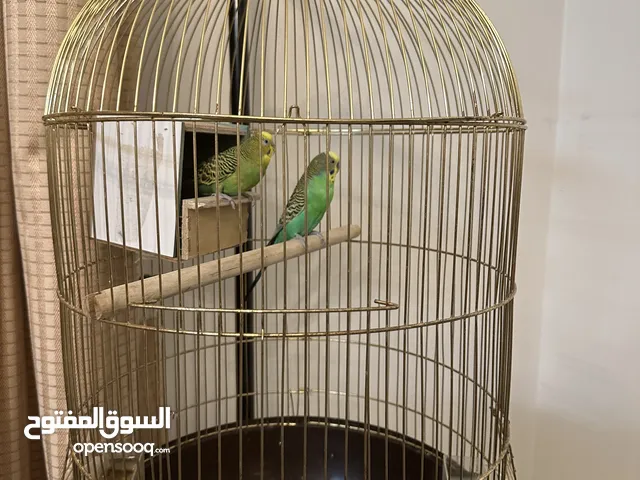 Budgies Birds pair Male / Female
