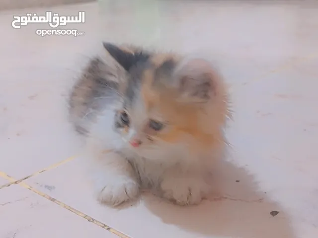 ققط لبيع نوعهن شيرازي