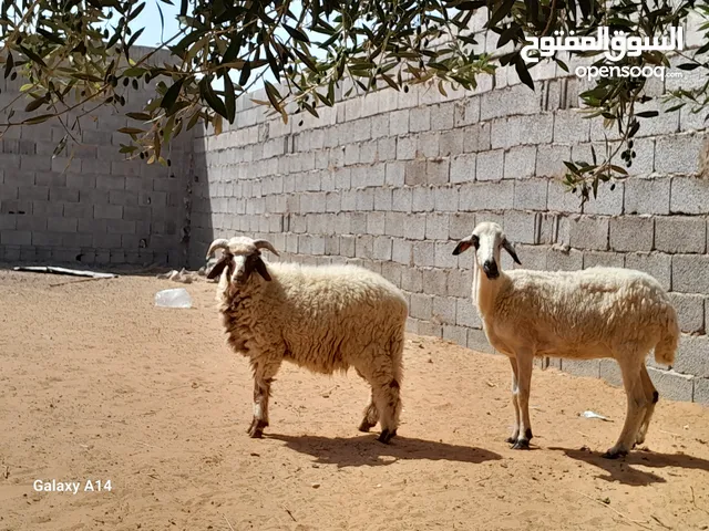 نعجه وطنيه الله يبارك عشره سنها اول جمع ومعاها خروف عمره ف6شهور محصنات وسليمات من العيوب والامراض