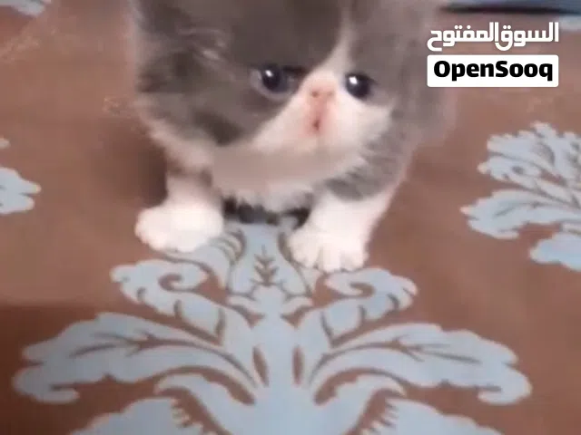 متاح قط فان بسم الله ماشاءالله