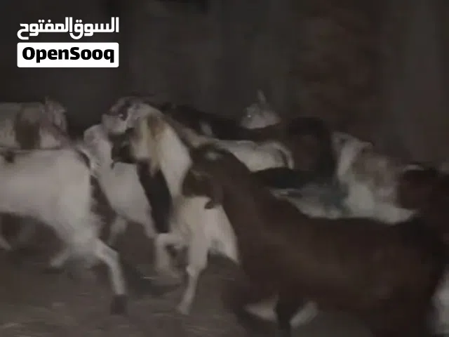 وصول ذبايح بياض ويه تابع الوصف