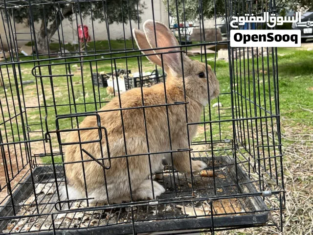ارانب للبيع بسعر مغري بناديق الماني وبابيون