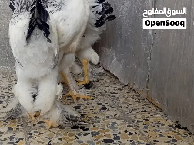دجاج براهمه دكتوره